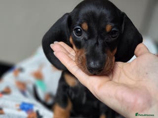 Dachshund dogs Kc Standard dachshund - Advert 9