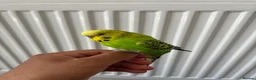 Budgerigars birds for sale: Pair of Budgies with Cage  in Birmingham - Advert 6