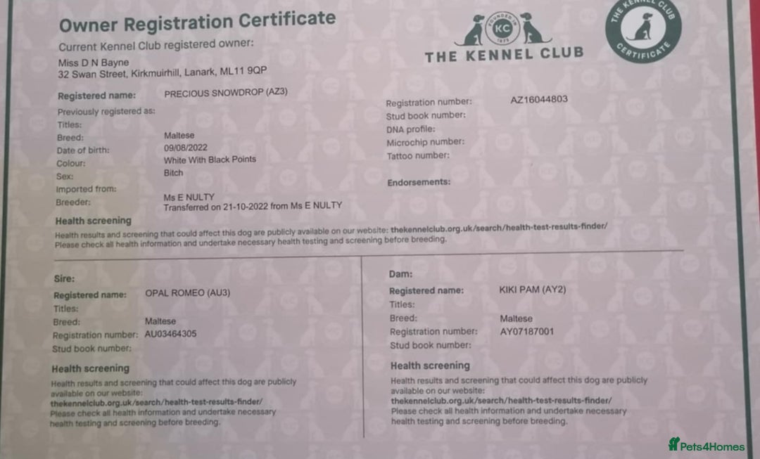 Maltese dogs for sale: Long awaited Maltese Kc puppies  - Advert 5