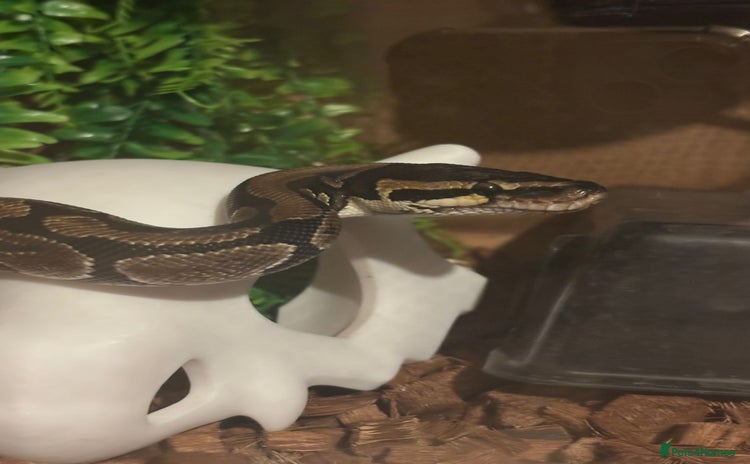 Python Snake reptiles - Advert 1