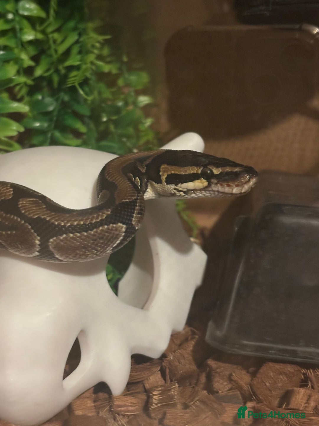 Python Snake reptiles for sale: Royal Python - Image 1