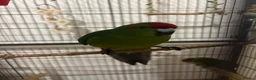 Parakeets birds for sale: Kakarikis - Advert 1