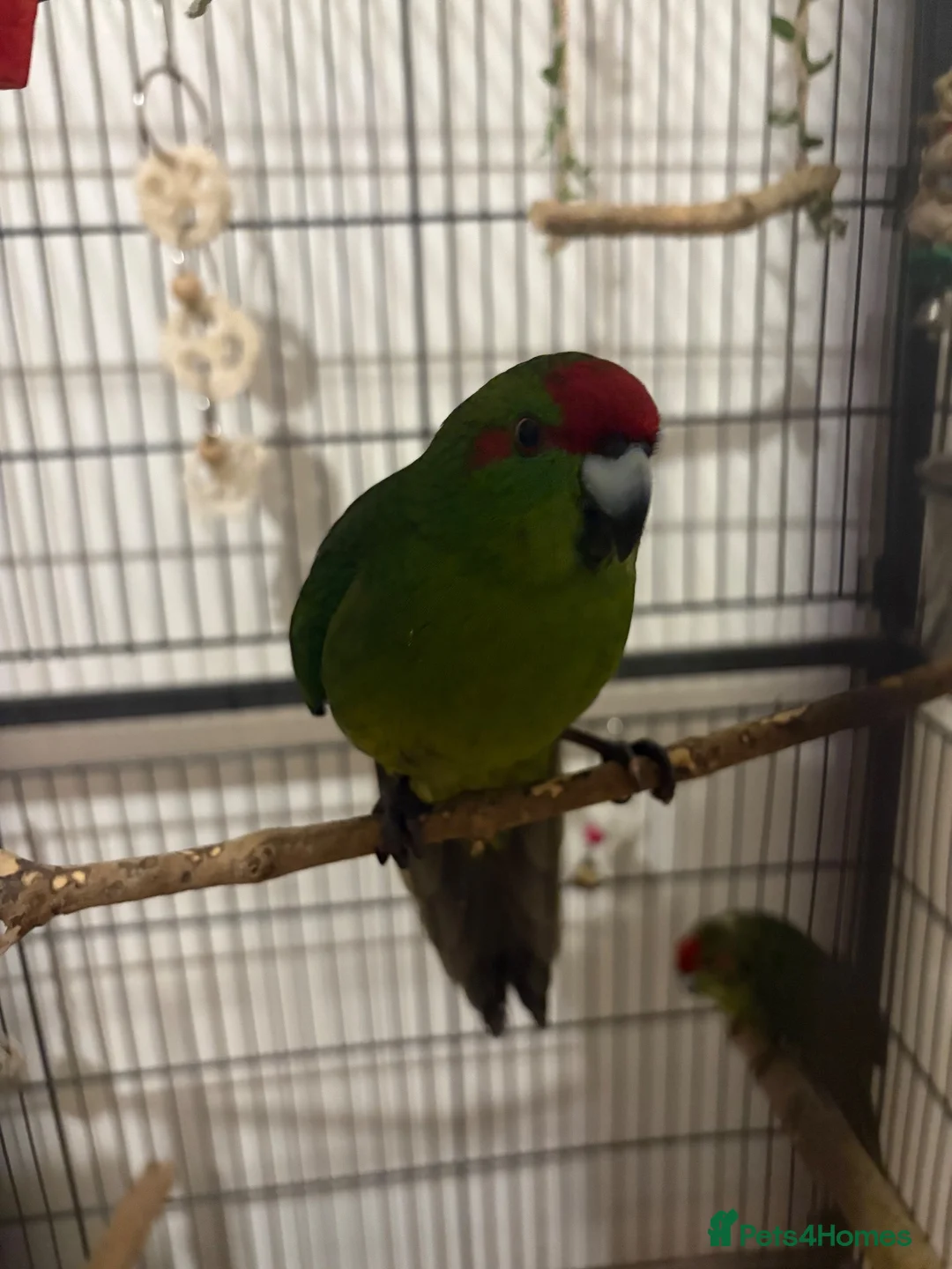 Parakeets birds for sale: Kakarikis - Advert 1