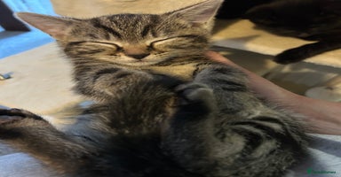 Mixed Breed cats - Advert 5