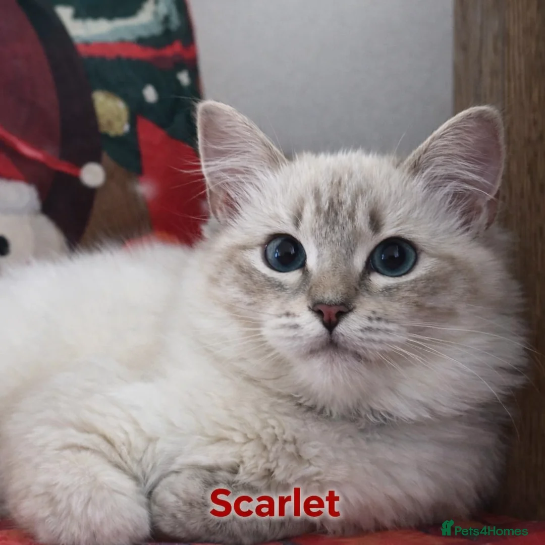 Ragdoll cats for sale: GCCF registered lynx girls ready - Advert 2