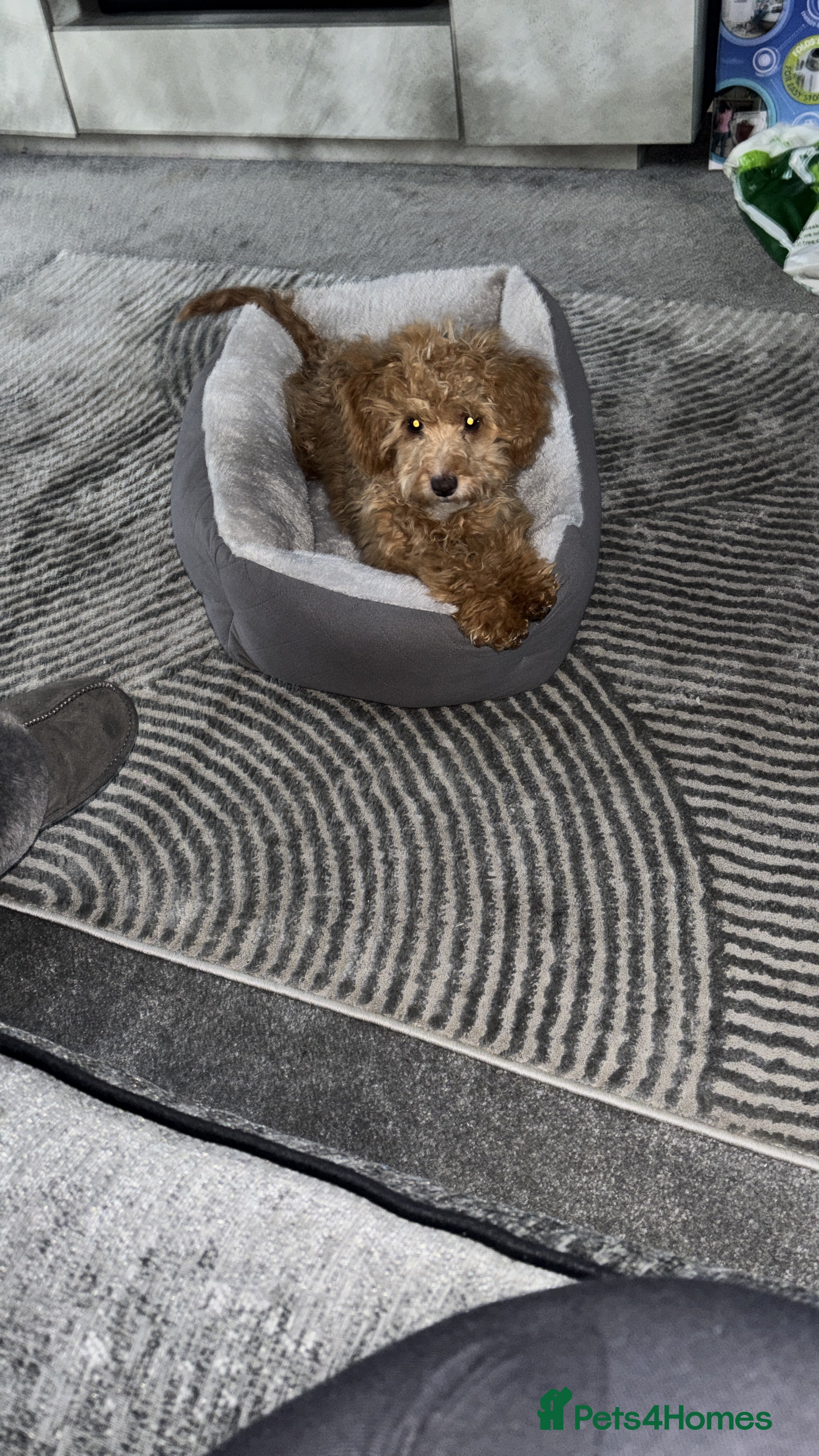 Cockapoo dogs mini cockapoo girl  - Advert 1