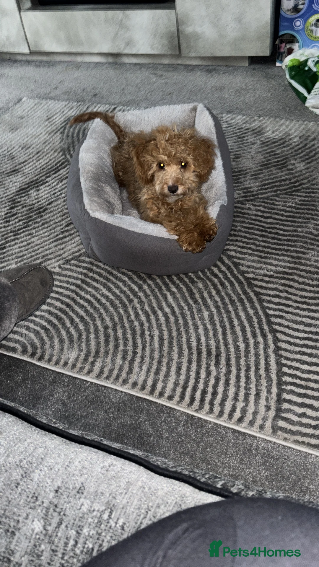 Cockapoo dogs for sale: mini cockapoo girl  - Advert 1