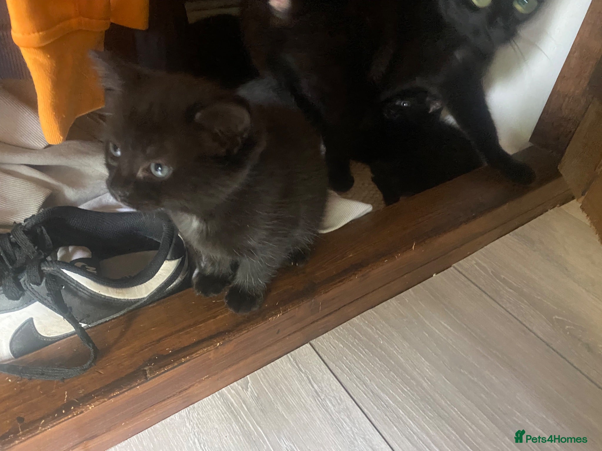 Domestic Shorthair cats Two beautiful black boy kittens - Advert 17