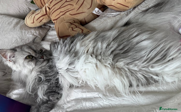 Persian cats - Advert 1