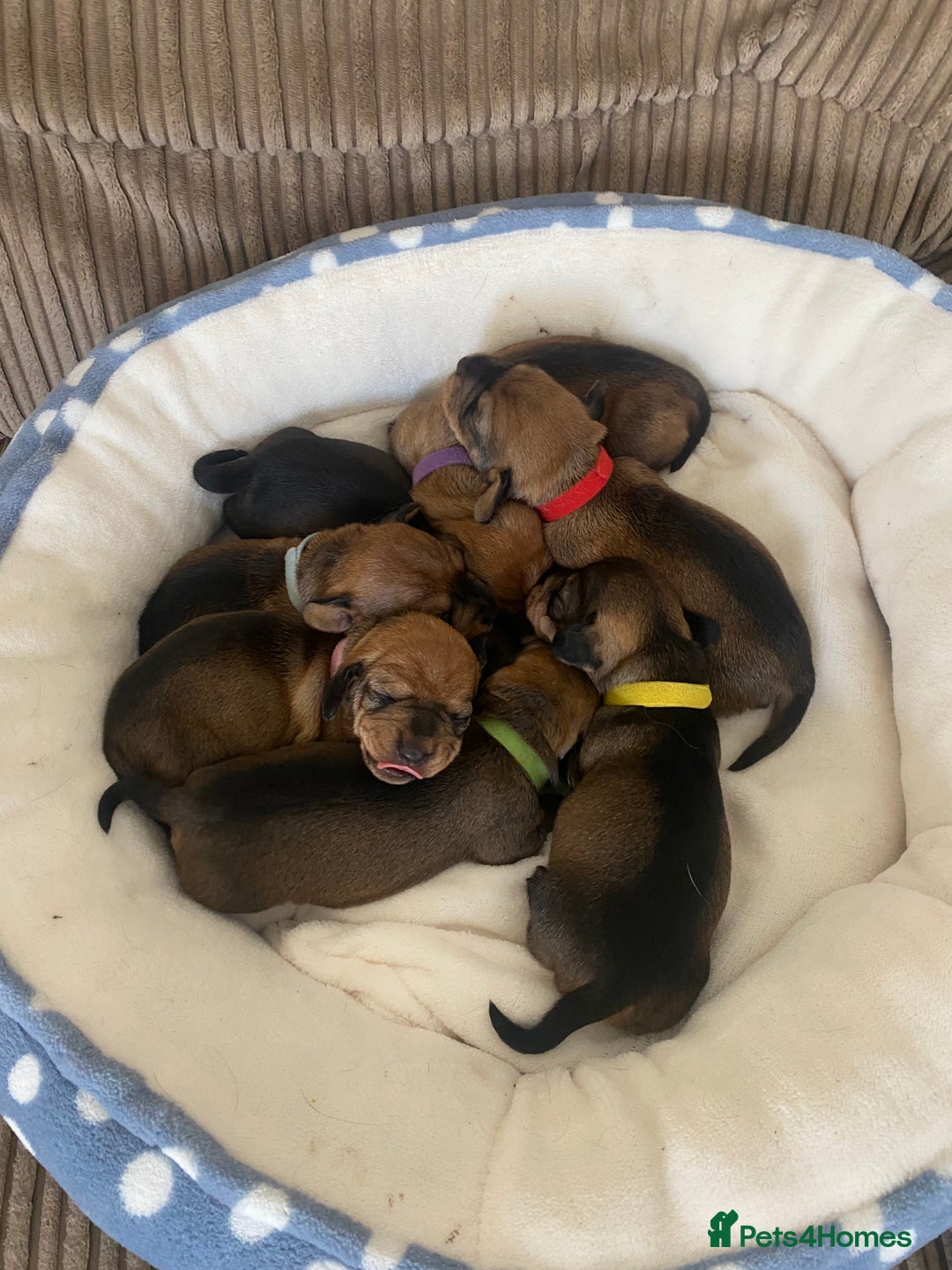Miniature Dachshund dogs for sale: Supreme KC Miniature Wirehaired Dachshunds! - Advert 4