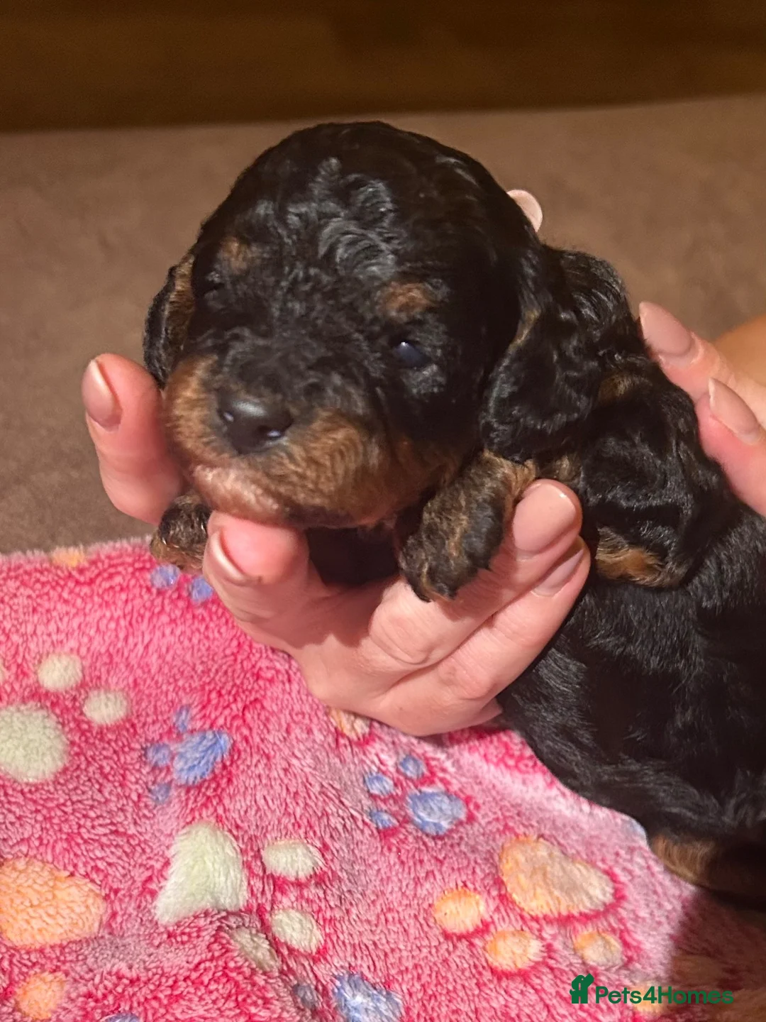 Cavapoo dogs for sale: Stunning Cavapoo puppies  - Advert 1