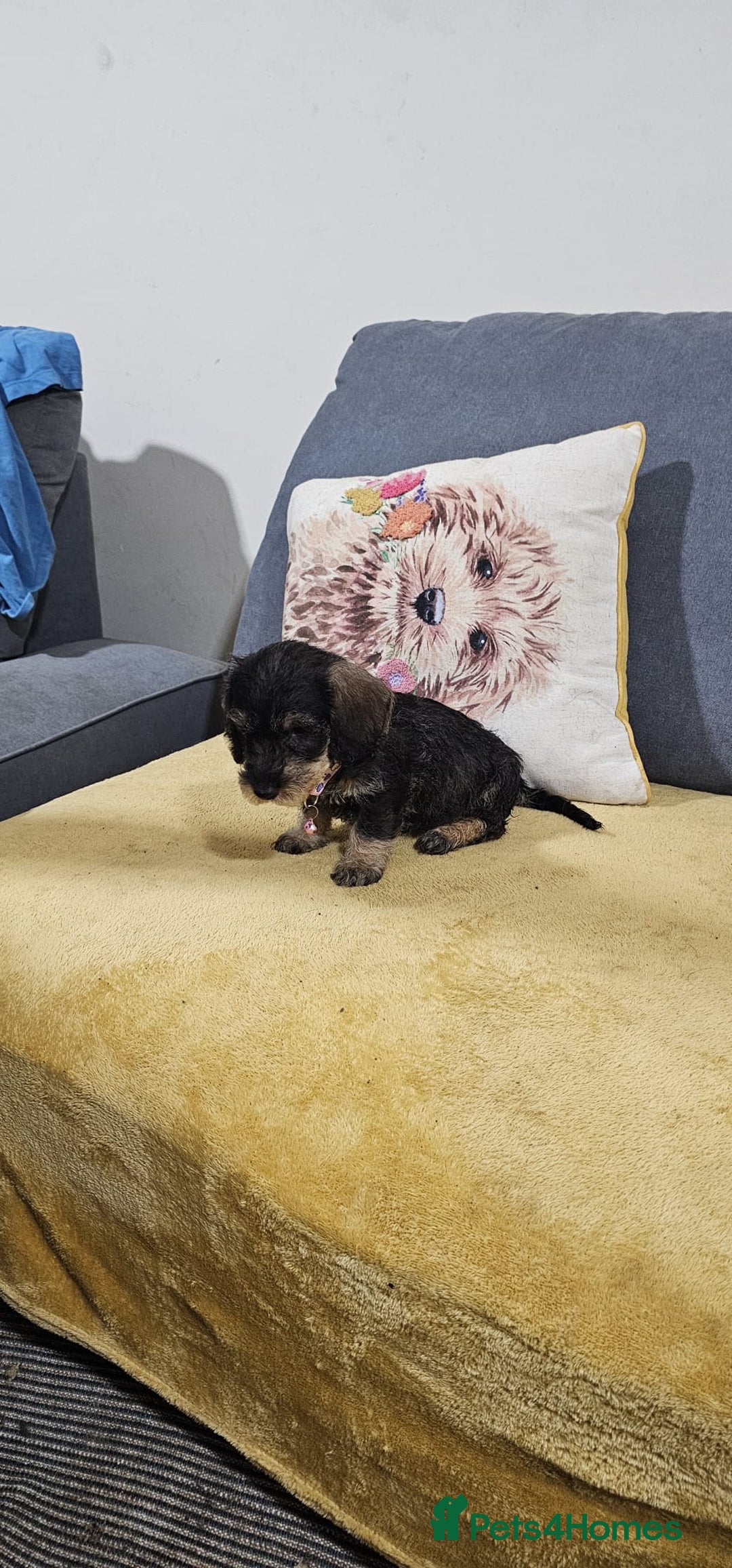 Dachshund dogs for sale: 2 male puppies ready for their forever homes. - Advert 3