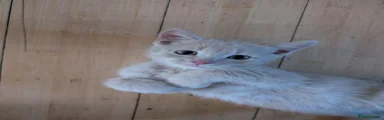 Domestic Shorthair 2