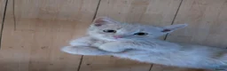 Domestic Shorthair cats for sale: Adorable, Loving Kittens Ready to Join Your Family in London - Advert 18