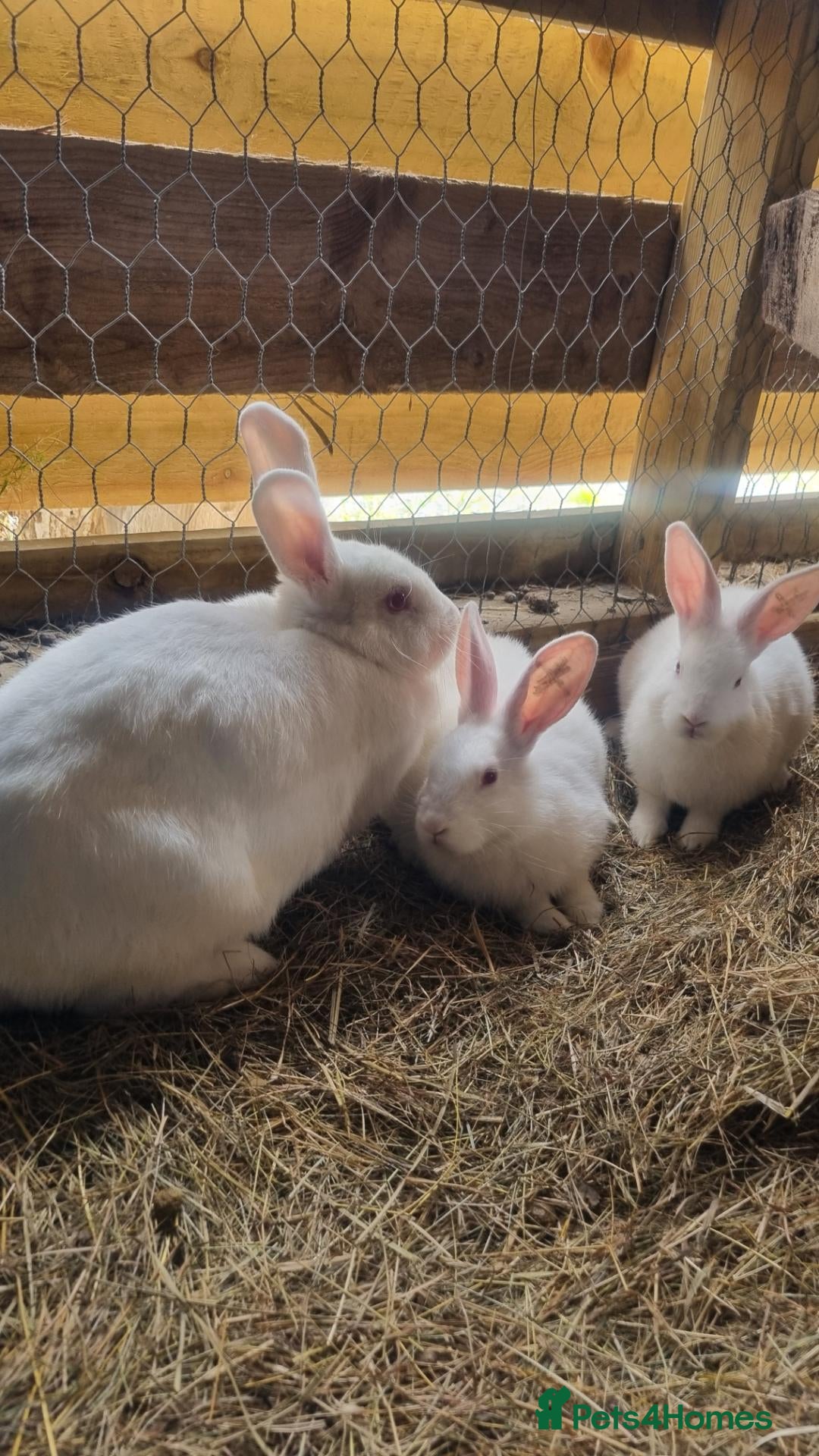 New Zealand rabbits Mixed New Zealand Bunnies - Advert 4