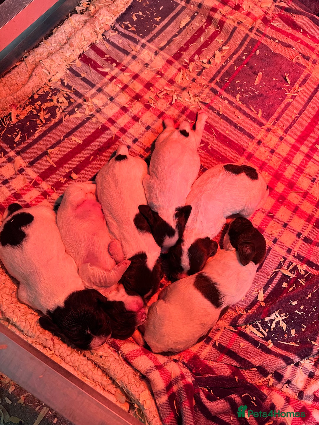 English Springer Spaniel dogs for sale: English Springer Spaniel Puppies - Advert 9