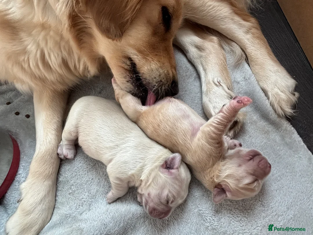 Golden Retriever dogs for sale: 2 male golden retrievers  - Advert 2