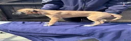 Mixed Breed dogs for sale: Lurcher Pups - Advert 10