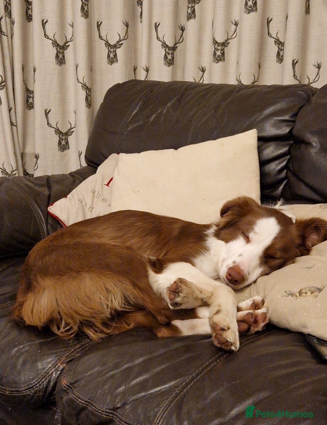 Border Collie dogs for sale: 4yr old Brown & White Border Collie Bitch - Advert 8