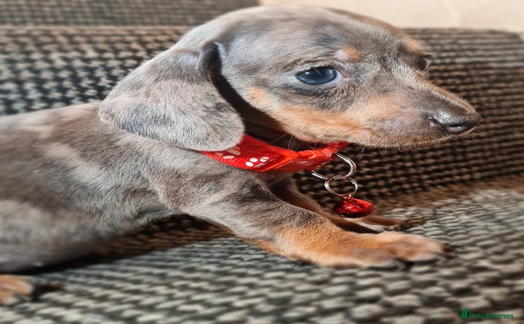 Miniature Dachshund dogs - Advert 8