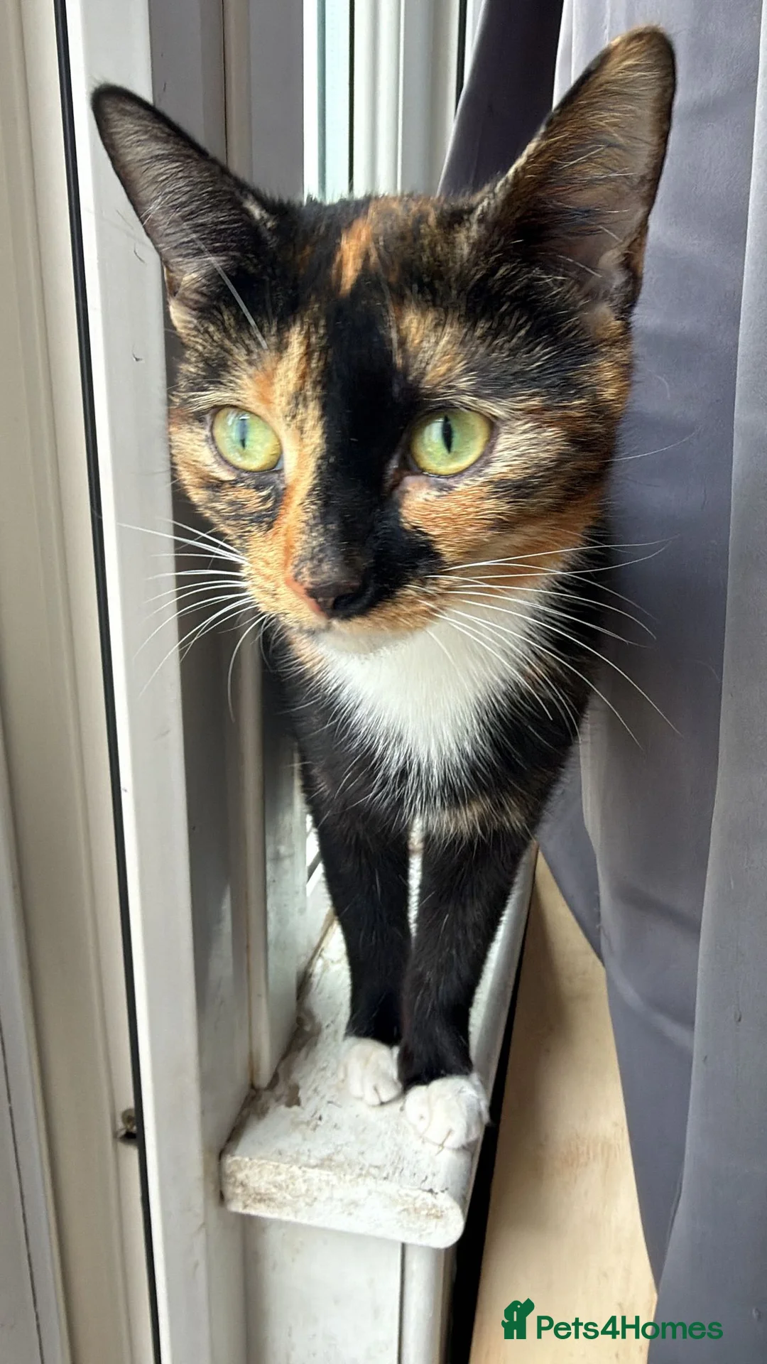 Mixed Breed cats for sale: Adorable Kittens  - Advert 2