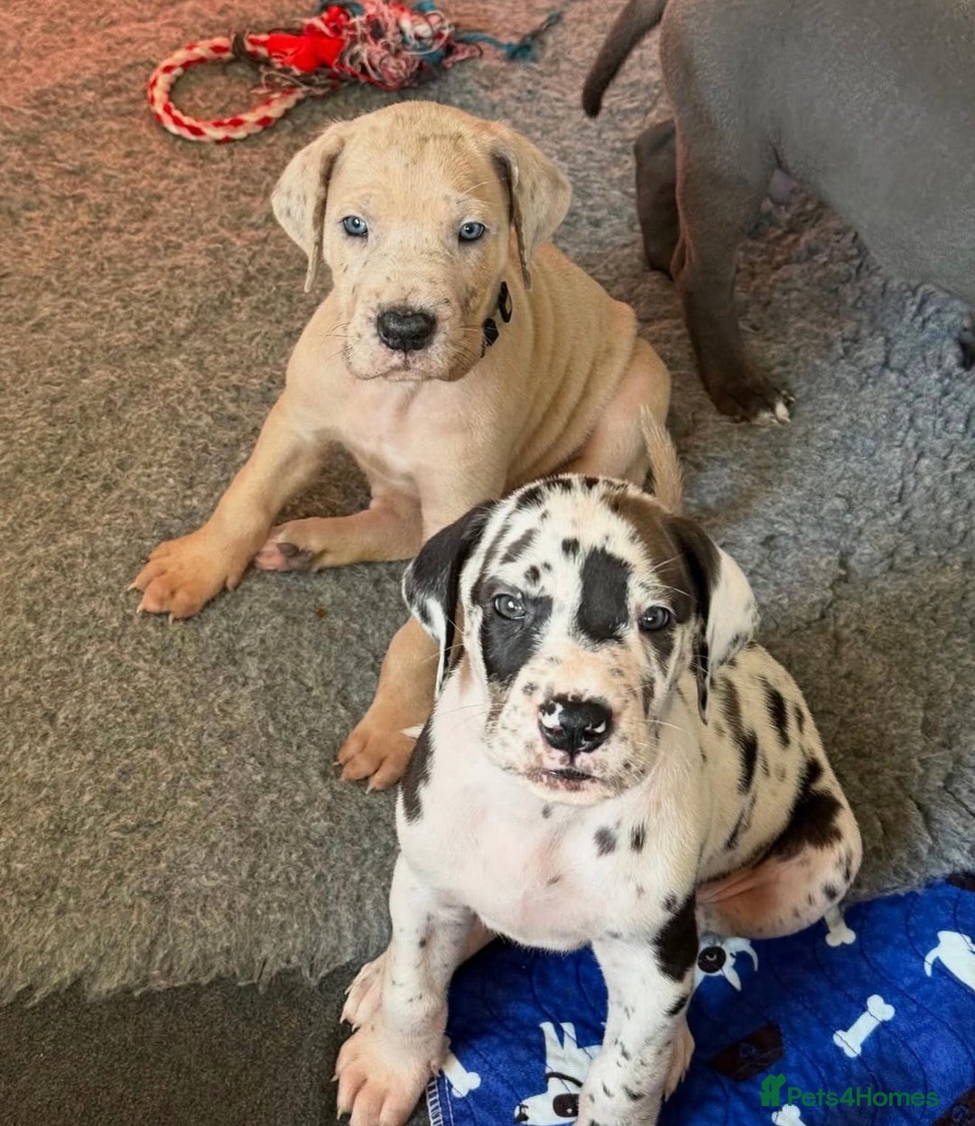 Great Dane dogs for sale: Waiting List Open - Advert 1
