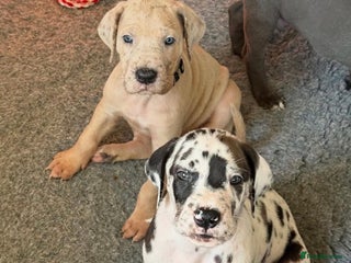 Great Dane dogs Waiting List Open - Advert 1