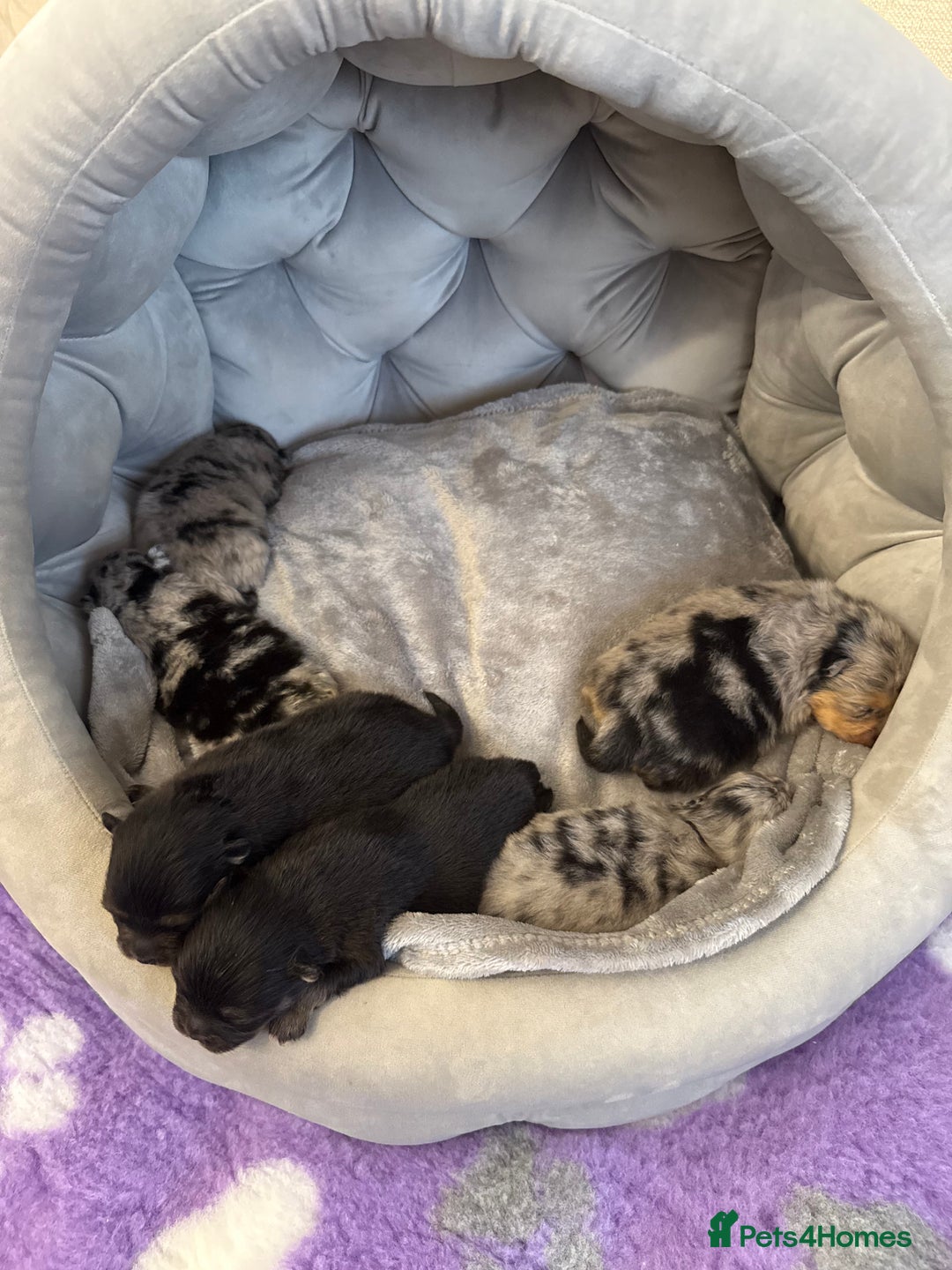 Pomeranian dogs for sale: Rare Beautiful Merle Pomeranians 💎 - Advert 4