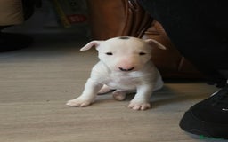 Miniature Bull terrier dogs for sale: Miniature Bull Terrier  - Image 23