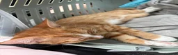 Mixed Breed cats for sale: Fluffy Ginger and White Female Kitten - Advert 8