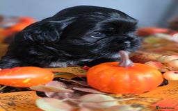 Shih Tzu dogs for sale: Shih tzu puppies - Image 8