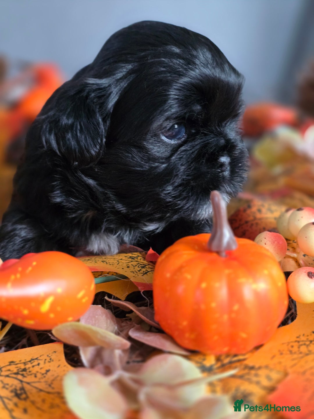 Shih Tzu dogs for sale: Shih tzu puppies - Image 8
