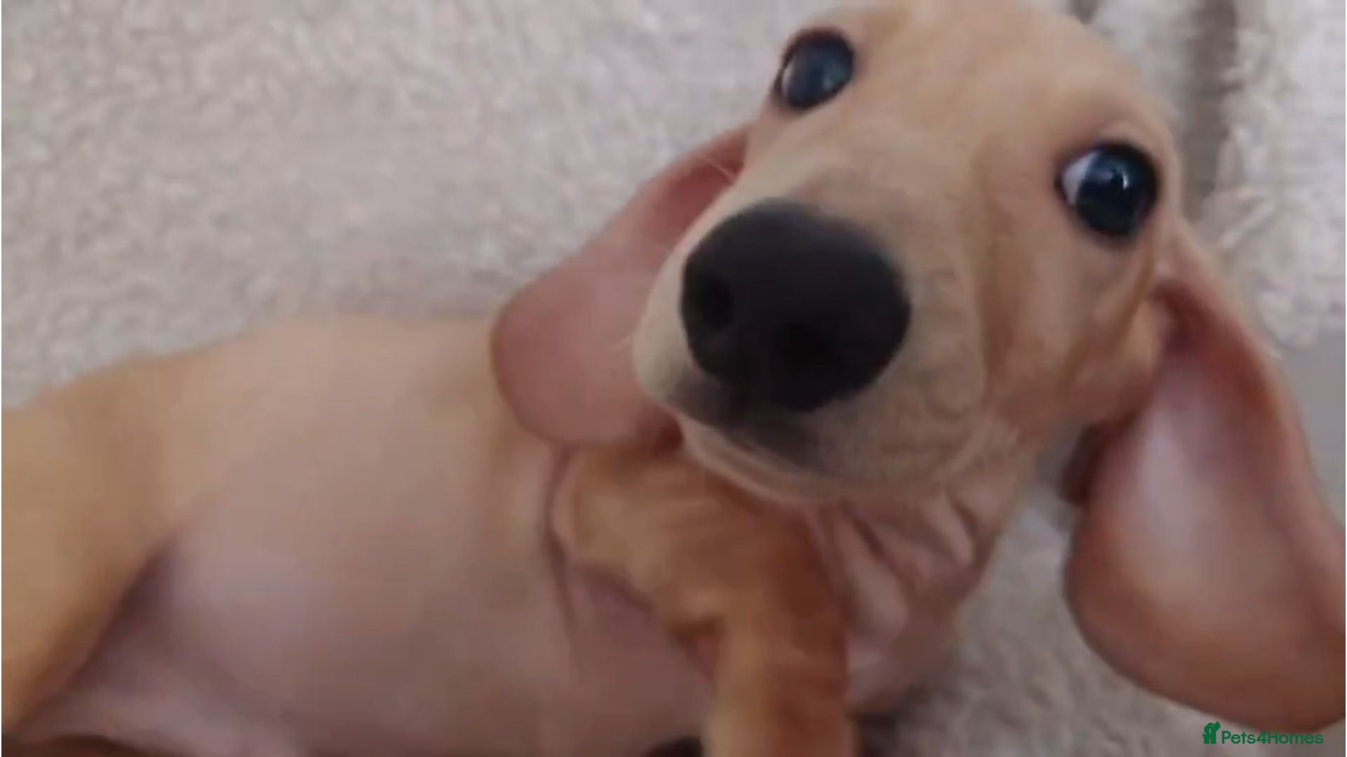 Miniature Dachshund dogs Cream Mini Dachshund Puppy Last one - Advert 1