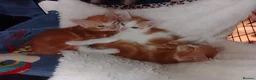 Mixed Breed cats for sale: Ginger kittens - Advert 10