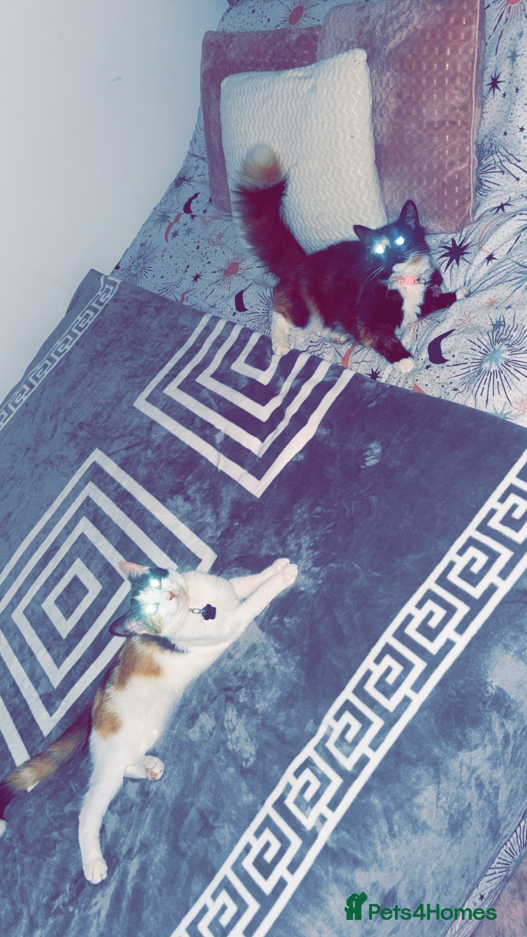British Longhair cats for sale: Bonnie and biscuit  - Image 1