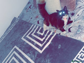 British Longhair cats - Advert 3