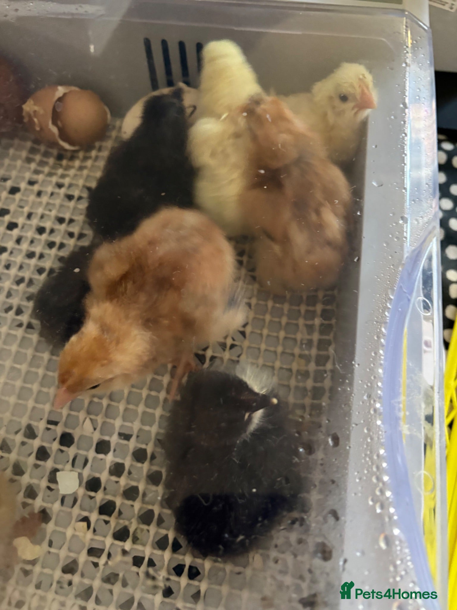 Chickens poultry New chicks cross breed Unsexed £6 each - Advert 2