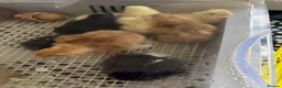 Chickens poultry for sale: New chicks cross breed Unsexed £6 each - Advert 2