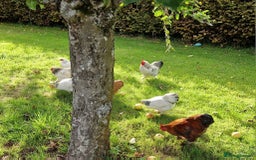 Chickens poultry for sale: Pekin bantams for sale  - Image 6