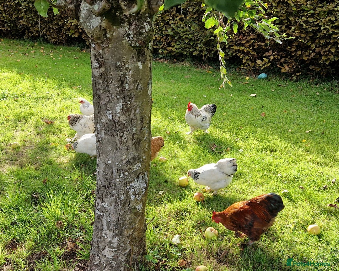 Chickens poultry for sale: Pekin bantams for sale  - Image 6
