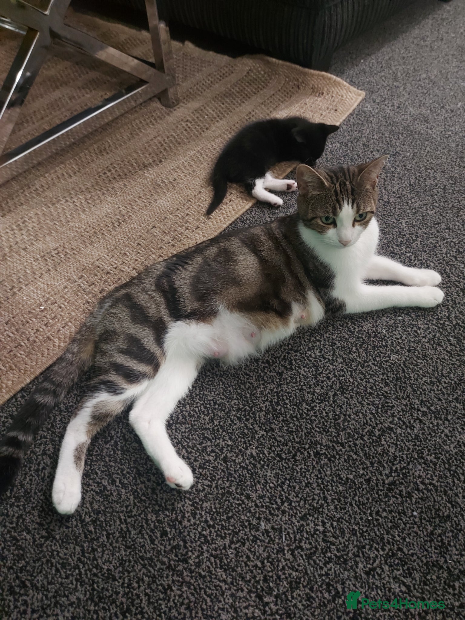 Mixed Breed cats Adorable Kittens for Sale! - Advert 1