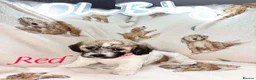 Mixed Breed dogs for sale: La chon  - Advert 22
