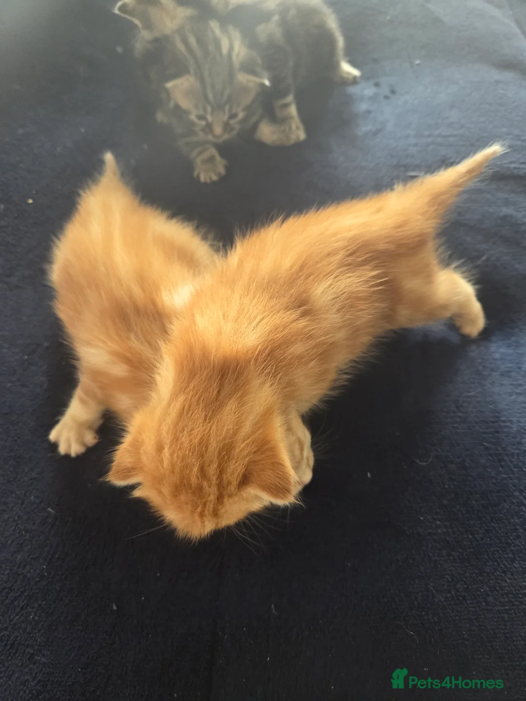 Mixed Breed cats for sale: mix kittens - Advert 2