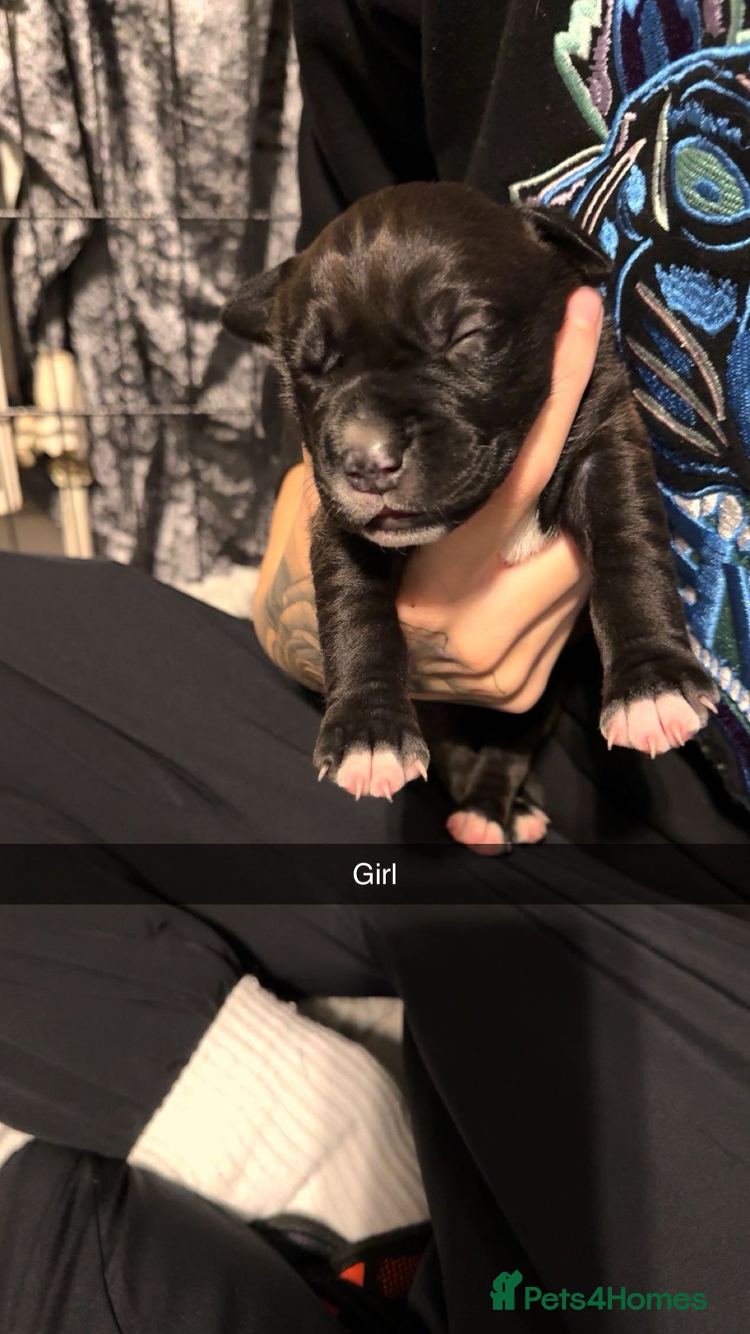 Mixed Breed dogs for sale: 9 cane corse/ staff pups  - Image 8