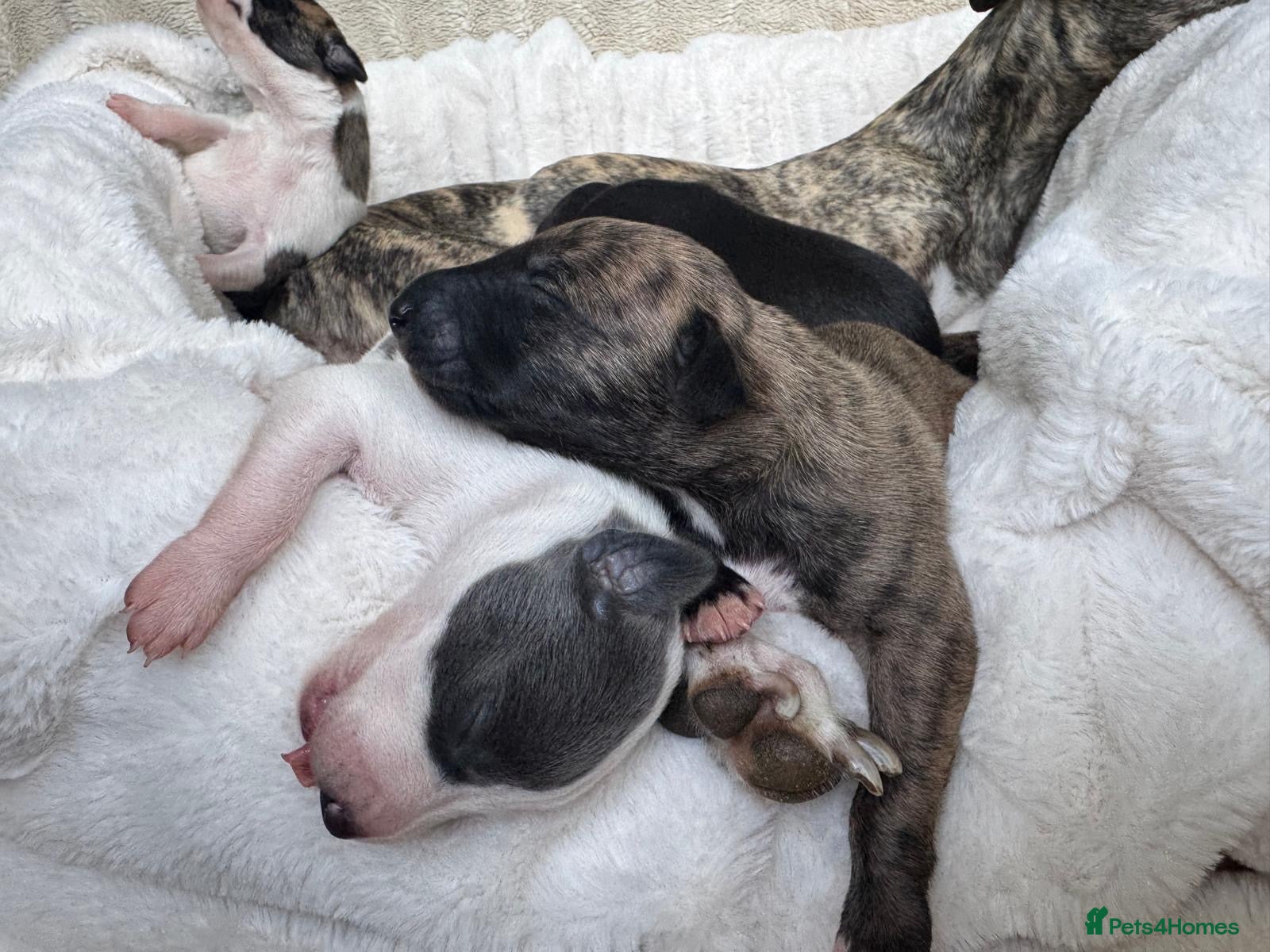 Whippet dogs 🐾 Beautiful KC Registered Whippet Puppies 🐾 - Advert 1