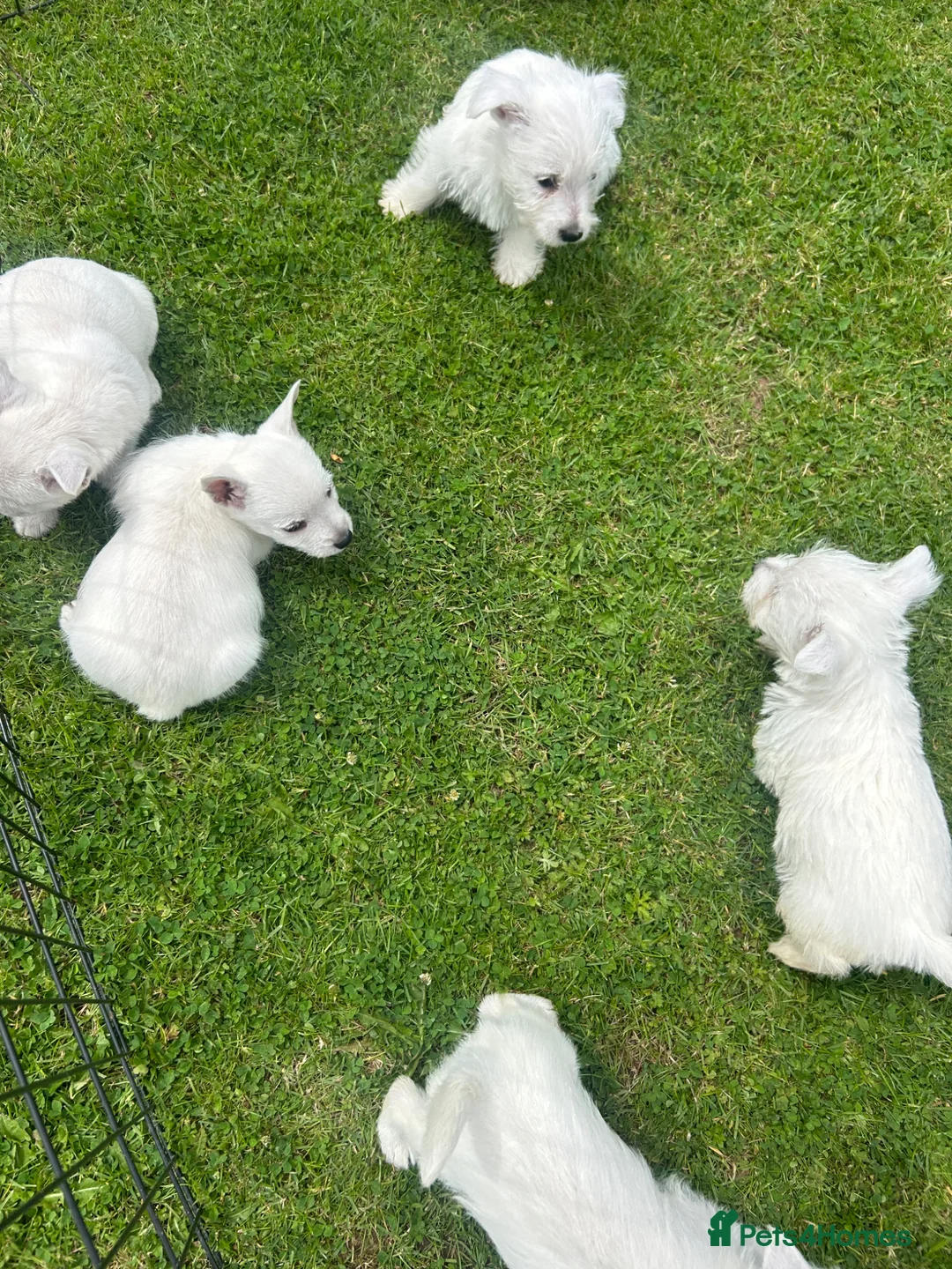 West Highland Terrier dogs for sale: West highland terrier  in Northallerton - Advert 38
