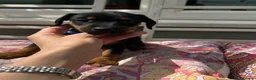 Dachshund dogs for sale: Adorable litter of dachshund cross Jack Russel  - Advert 22