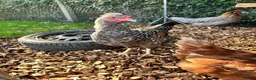 Chickens poultry for sale: 5 hybrid hens for sale  - Advert 11