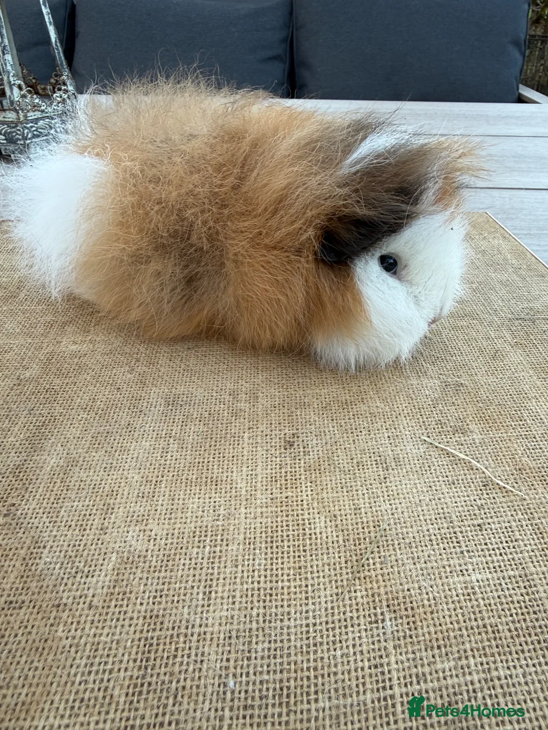 Guinea Pig rodents for sale: Pure bred Californian & Swiss guinea pigs - Advert 35