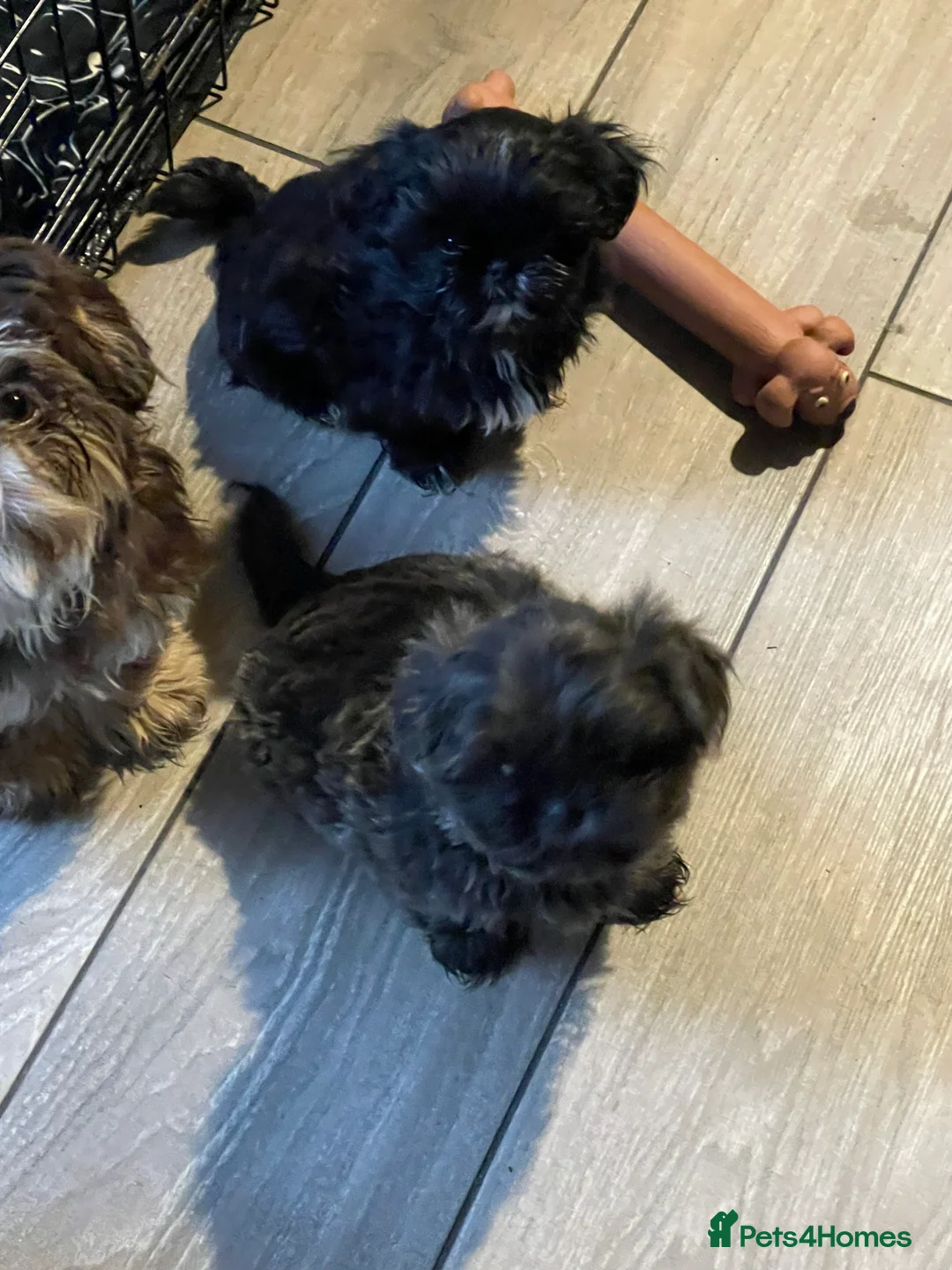 Shih Tzu dogs for sale:  imperial shihtzu dobie carriers karishishi only 2 - Advert 16